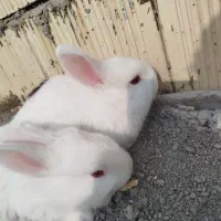 خرگوش خانگی