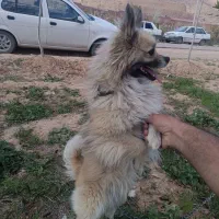سگ پامر نر فروشی