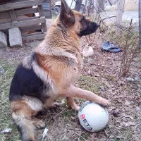 سگ ژرمن ماده