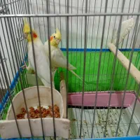 طوطی عروس|پرنده|کوچصفهان, |دیوار