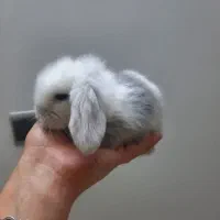 خرگوش لوپ فرانسوی|موش و خرگوش|بابل, |دیوار