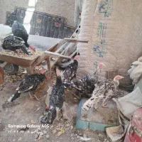 ۱۲ عدد بوقلمون یک مادر ۱۱ تا جوجه بزرگ