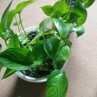 گل پتوس|گل و گیاه طبیعی|بهشهر, |دیوار