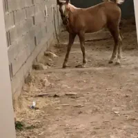 کره مادیان ۱ ساله سمند