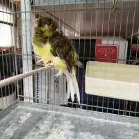 قناری فری اجی