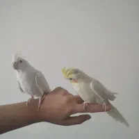 عروس هلندی نر و ماده