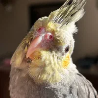 جوجه عروس هلندی|پرنده|بجنورد, |دیوار