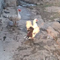 اردک اسراییلی|حیوانات مزرعه|فرح آباد, |دیوار