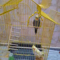 دوجفت عروس هلندی آواز خوان وسالم