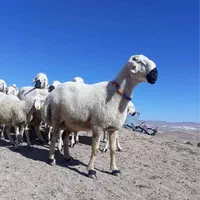 مغان نژاد خوب ایران عرضه فقط دامداری شهران|حیوانات مزرعه|تهران, نیروی هوایی (پیروزی)|دیوار