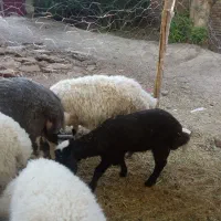 میش بره