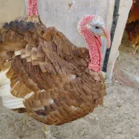 بوقلمون رسمی