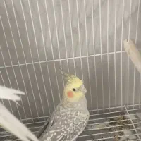 عروس هلندی ماده کار