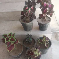 معاوضه گل حسن یوسف با سوسن