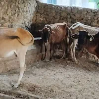 ۴ راس گاو بدون گوساله