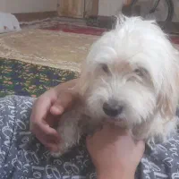 سگ شیتزو خوشکل|سگ|زابل, |دیوار