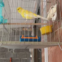 قناری ماده رسمی بلند|پرنده|لاهیجان, بازکیاگوراب|دیوار