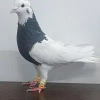 رنگه طوقی سینه|پرنده|مشهد, نوید|دیوار