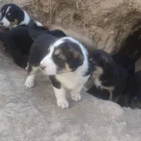 توله سگ نگهبان نژاد دار