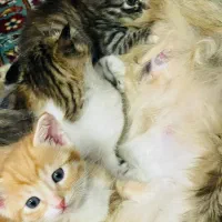 واگذاری فرشته کوچولو