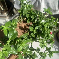 گل ناز یخی و برگ بیدی|گل و گیاه طبیعی|شاهدشهر, |دیوار