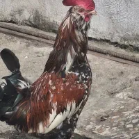 ۰۹۰۱۰۹۲۸۳۳۸