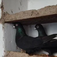 یک جفت کبوتر