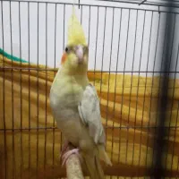 طوطی عروس مولد رنگ متفاوت|پرنده|رشت, نیکمرام|دیوار