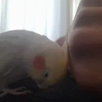 عروس هلندی لوتینیو نر سخنگو