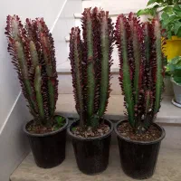 افوربیا|گل و گیاه طبیعی|اصفهان, شمس آباد|دیوار