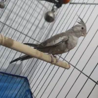 حیوانات خانگی|پرنده|بکتاش, |دیوار