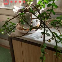 گل طبیعی کاکتوس پتوس دیفن|گل و گیاه طبیعی|خمینی‌شهر, |دیوار