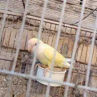 طوطی شرت دستی