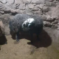 گوسفند نر|حیوانات مزرعه|جوکار, |دیوار