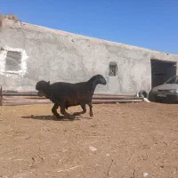 بره قوچ همو