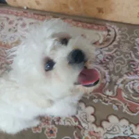 سگ شیتزو|سگ|خرم‌آباد, |دیوار