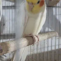 عروس هلندی نر بالغ