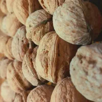 بهترین گردو کاغذی ایرانی (گنجگون)