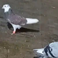 کفتر ساده پلنگ سار شازده همشون نر تیزه