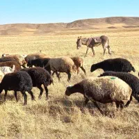 فروش الاغ یک ساله گوسفندی قیمت ۷ میلیون|حیوانات مزرعه|اردبیل, |دیوار