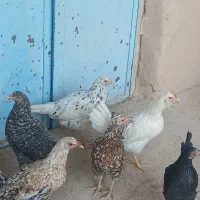 فروش مرغ