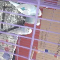 مرغ عشق|پرنده|کبودرآهنگ, |دیوار