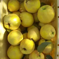 به میوه به ارگانیک|خوردنی و آشامیدنی|شیراز, شهرک فرهنگیان|دیوار