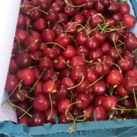 گیلاس مجلسی درجه یک