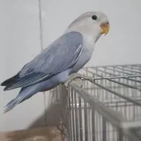 جوجه طوطی برزیلی