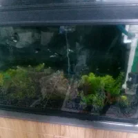 بستر دست ساز برای آکواریوم یک سوم قیمت