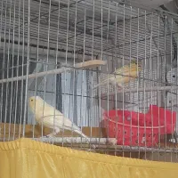 قناری ماده دوتا