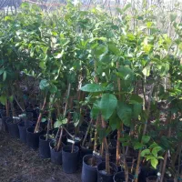 نهال مرکبات و انجام کاشت در محل