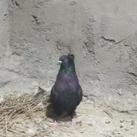 کبوتر|پرنده|بم, |دیوار