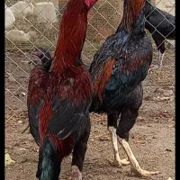 دوعدد خروس لاری اصل یک سال ونیم